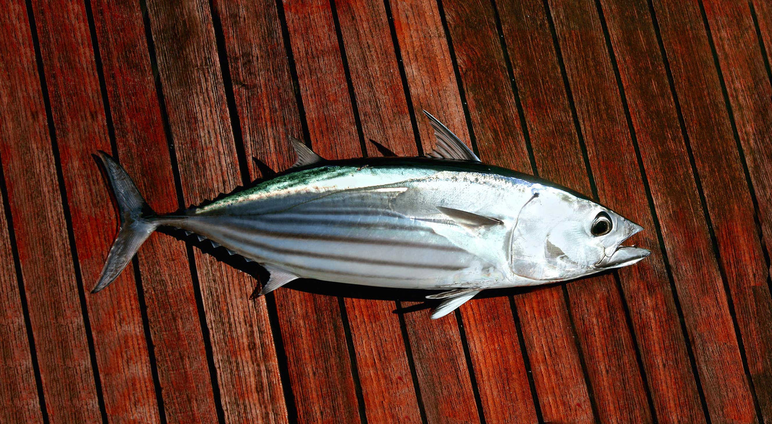 Bæredygtigt skipjack tun på et bord af træ