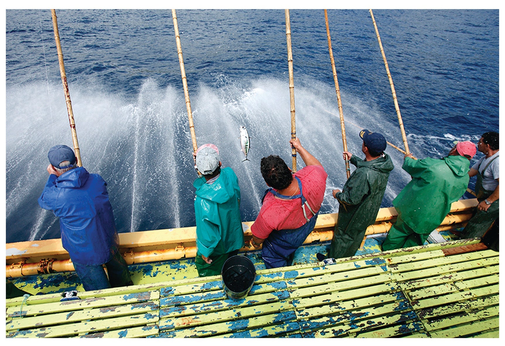 Friend of the sea - din garanti for et bæredygtigt produkt