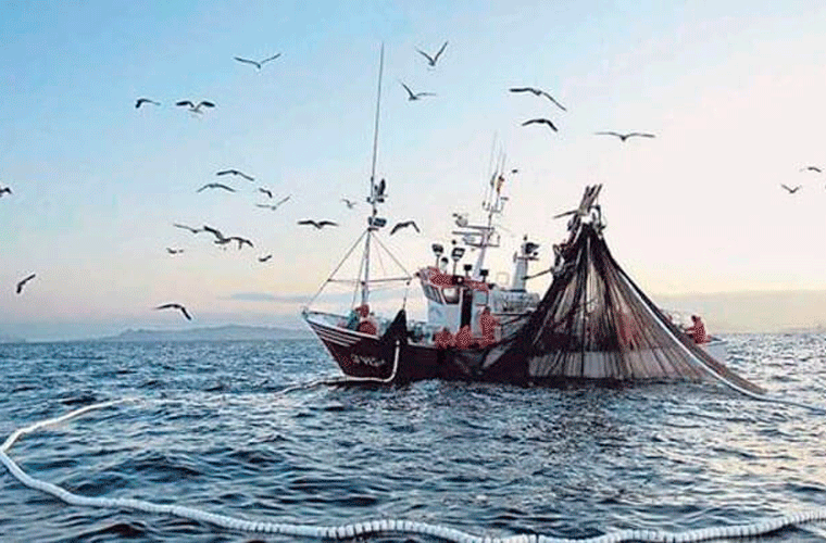 Hvad er MSC - Går du efter den blå fisk?