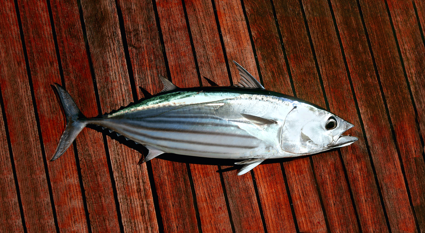 Skipjack tun - Det bedste valg af dåsetun