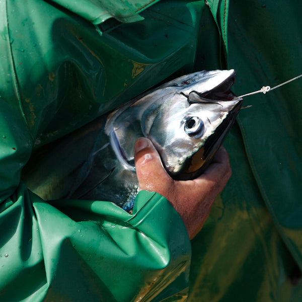 Stangfisket Skipjack Tun