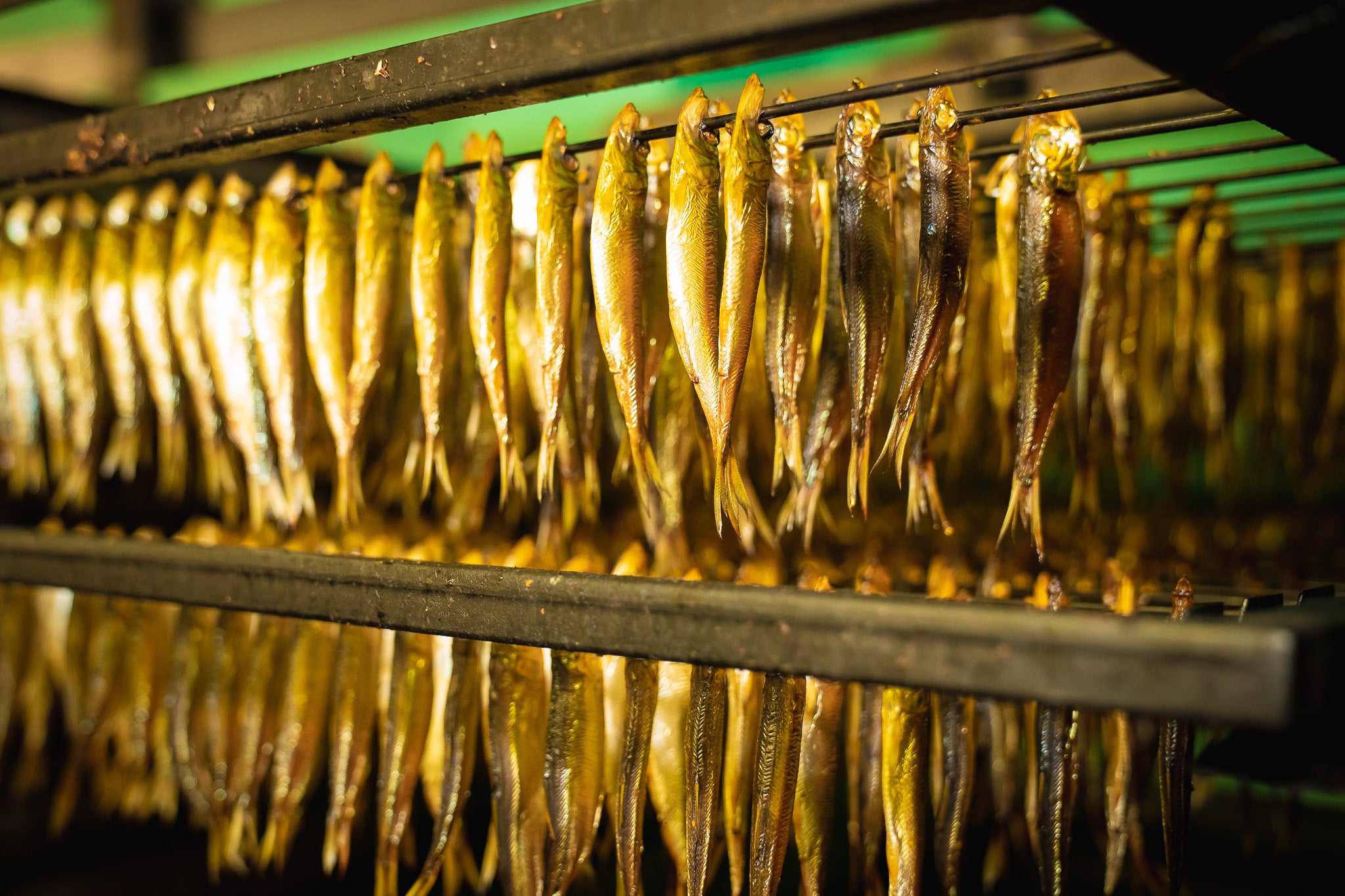 Rækker af små, gyldenbrune fisk hænger på metalstativer og tørrer eller ryger i et forarbejdningsanlæg, hvor et varmt, gult lys fremhæver deres skinnende skæl.