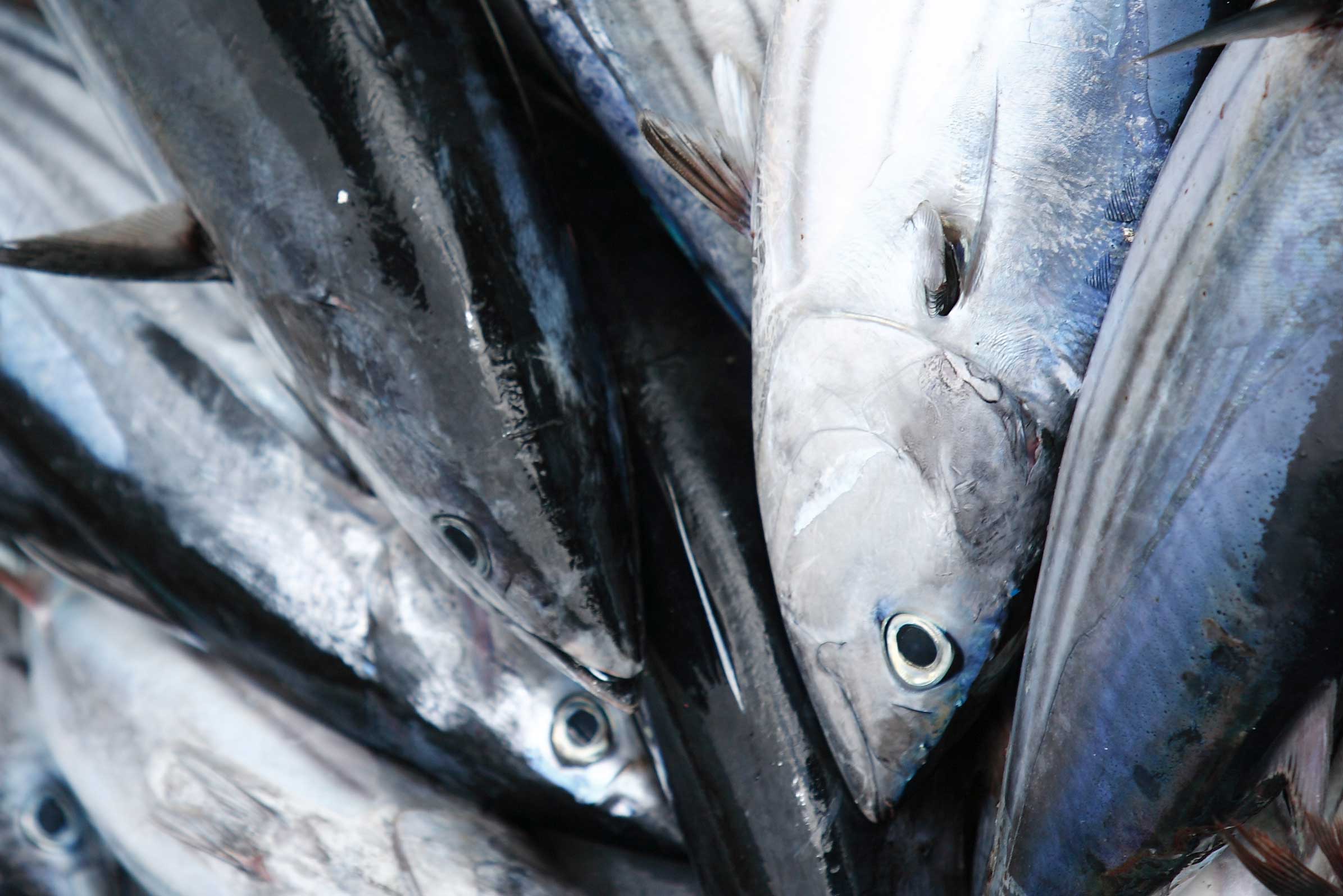 Et nærbillede af flere friske fisk med sølvfarvede skæl og store øjne, der er stablet tæt sammen, sandsynligvis på et marked eller på en fiskerbåd.