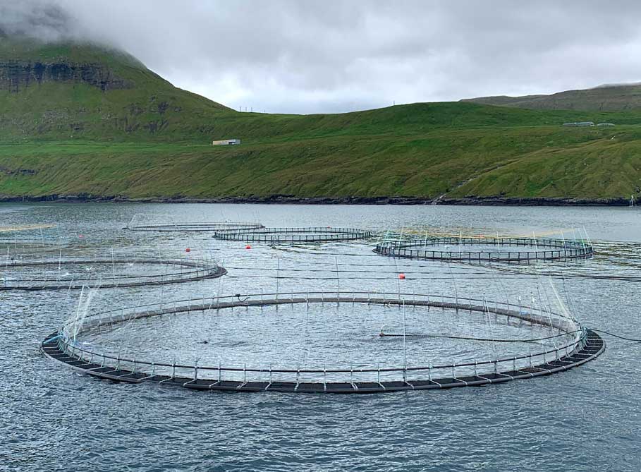 Cirkulære fiskeopdrætsnet flyder i roligt vand med grønne bakker og en overskyet himmel i baggrunden. Nettene er arrangeret i en række nær kysten.
