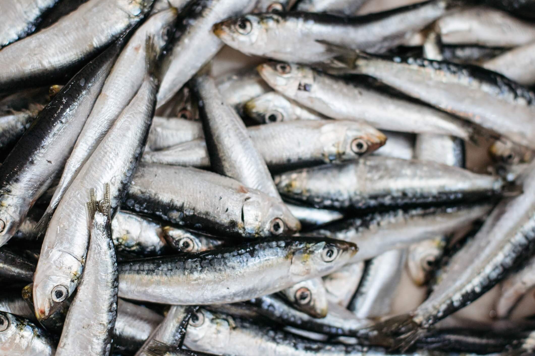 Et nærbillede af en bunke friske, sølvfarvede fisk, sandsynligvis sardiner, med skinnende skæl og synlige øjne, stablet tæt sammen.
