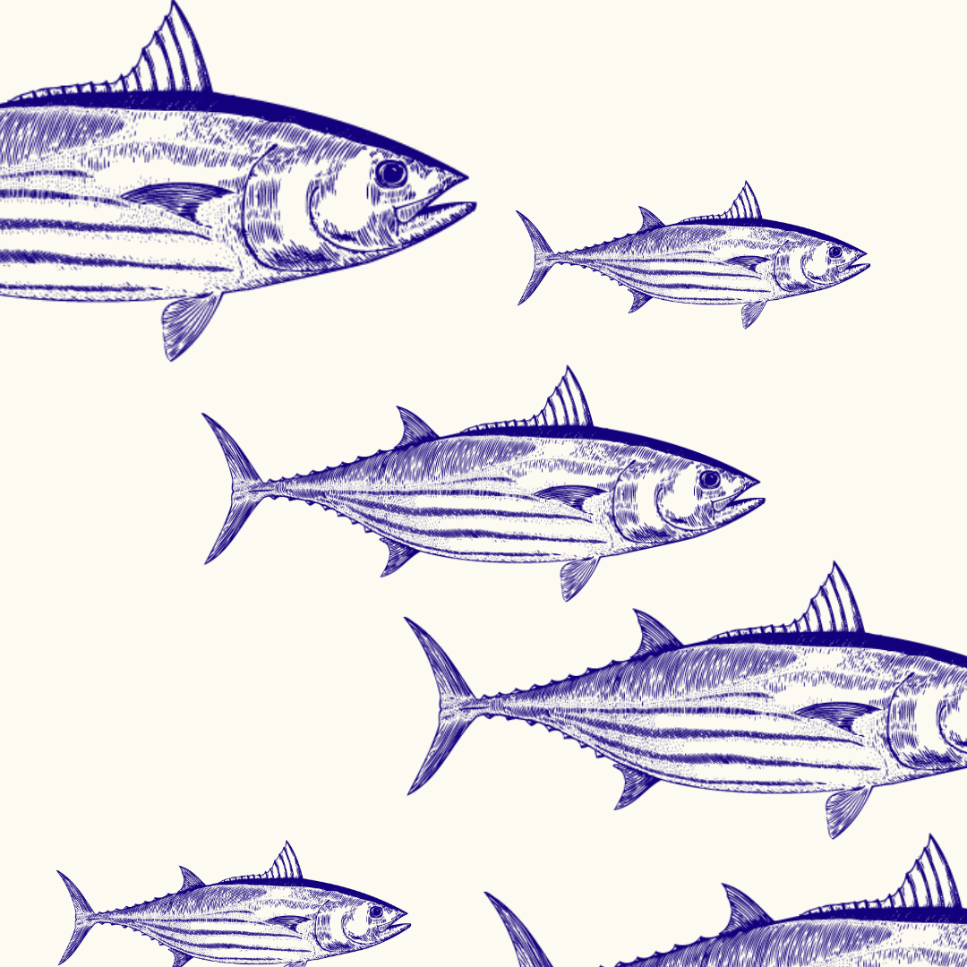 Fakta om Skipjack tun