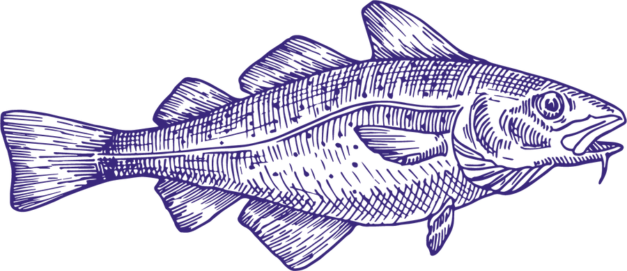 En detaljeret, håndtegnet illustration af en fisk med fremtrædende finner, skæl og en åben mund, set fra siden. Tegningen bruger fine linjer og skygger til at skabe tekstur og definition.