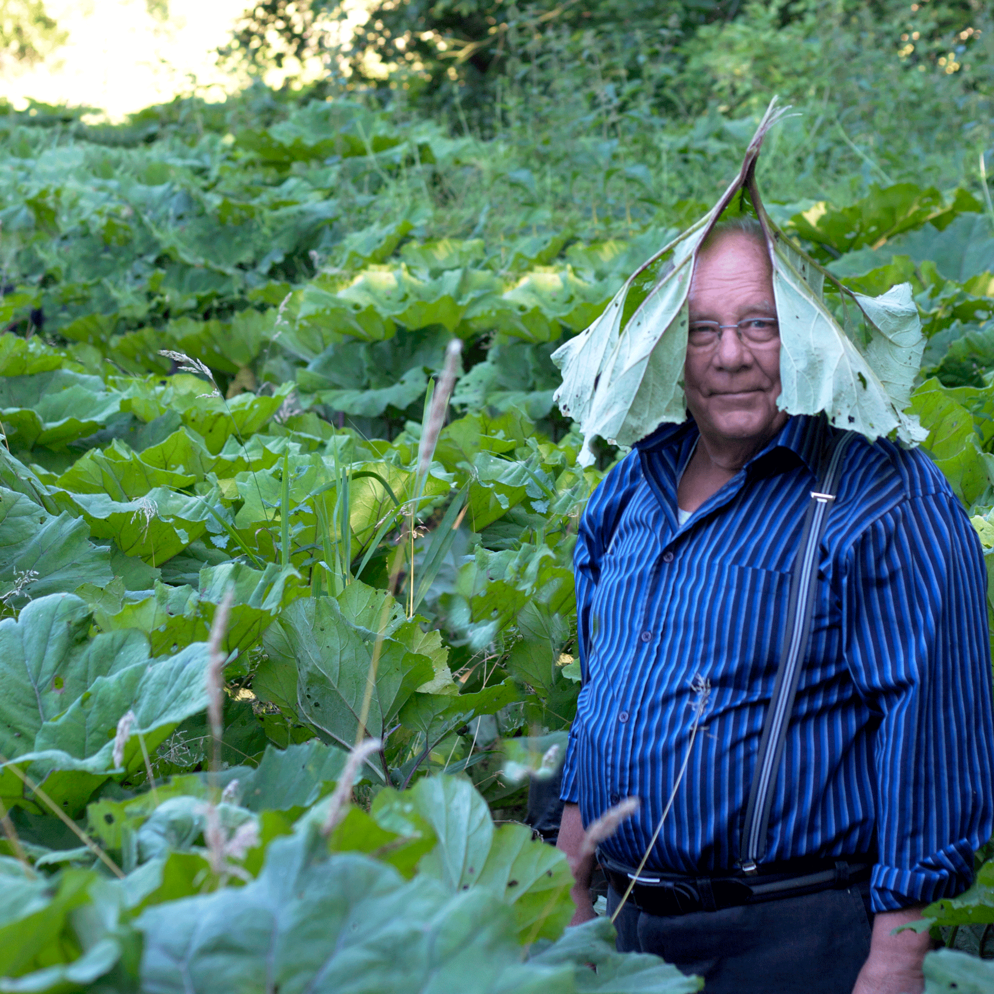 Elsker dåsefisk, sardiner, makrel og tun på dåse