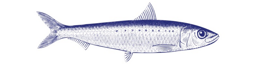 En detaljeret illustration i vintagestil af en fisk med strømlinet krop, kløftet hale, fremtrædende øje og strukturerede skæl. Fisken er vist i profil, vendt mod højre, på en hvid baggrund.