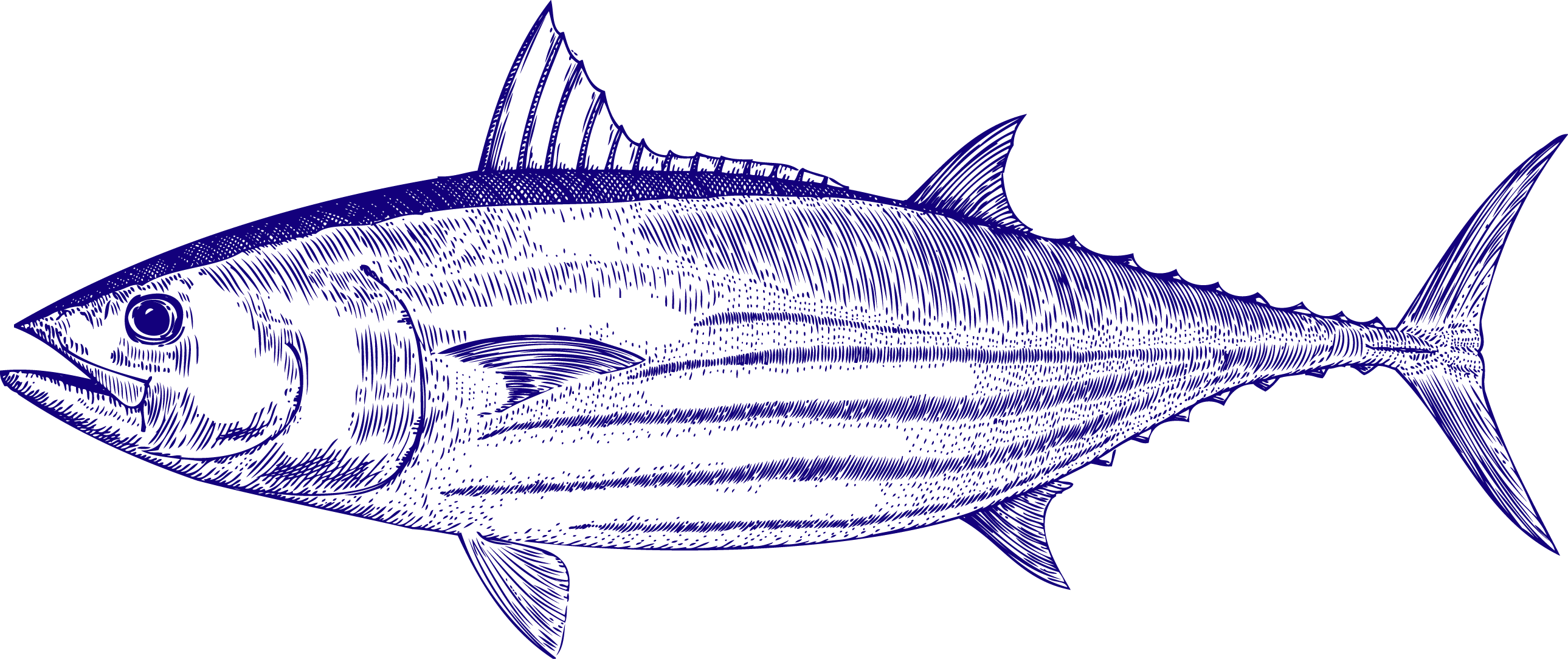 Detaljeret stregtegning af en tunfisk, afbildet i profil, med fremtrædende finner, stribede mønstre langs kroppen og detaljeret struktur på skæl og finner.