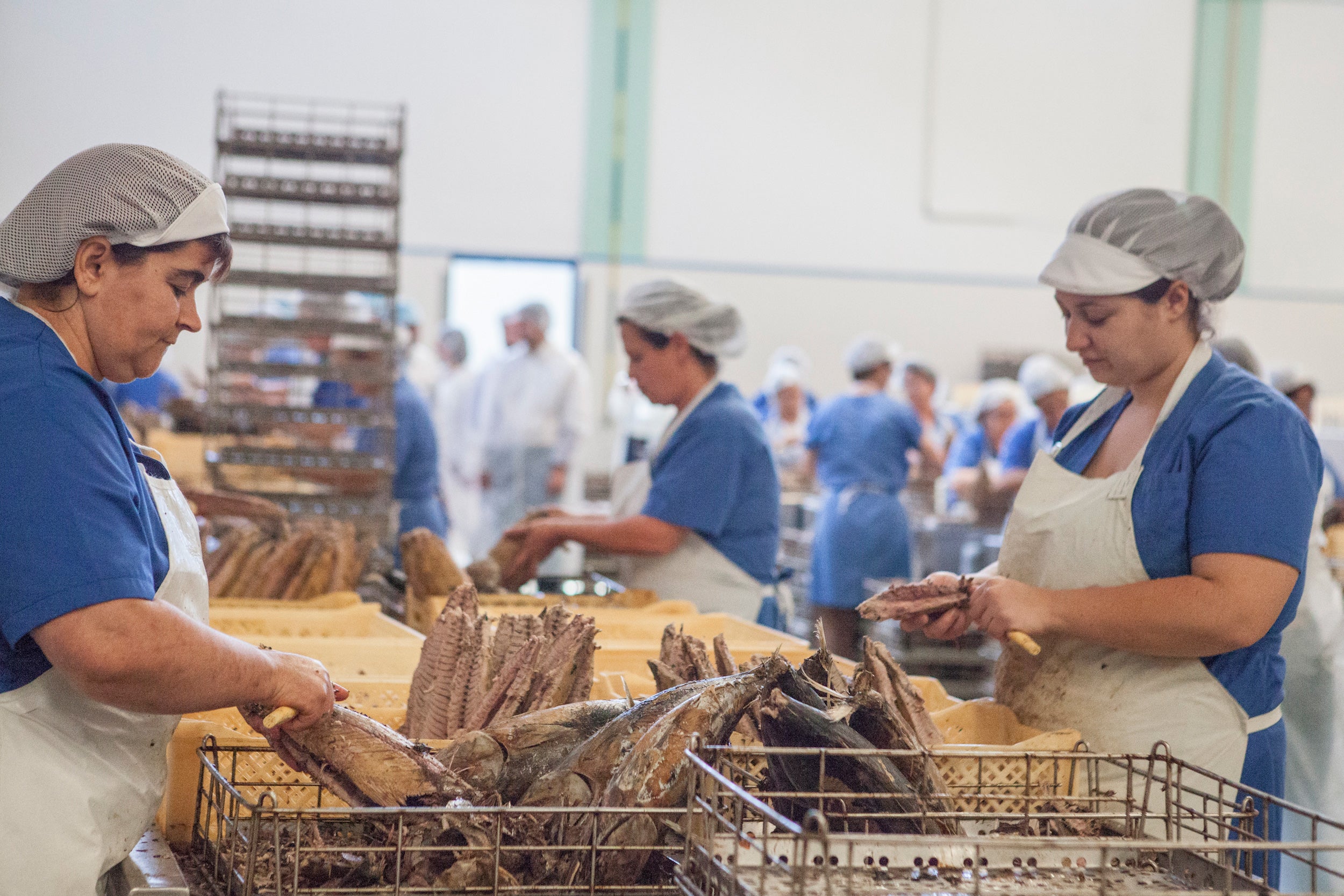 Arbejdere i blå uniformer og hårnet bearbejder og fileterer fisk på en travl fabrik med bakker med fisk og stativer omkring dem. Andre arbejdere er synlige i baggrunden.