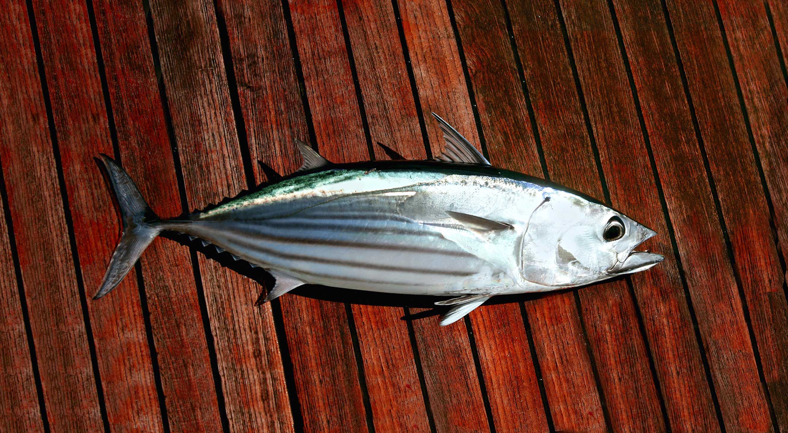 Bæredygtigt skipjack tun på et bord af træ