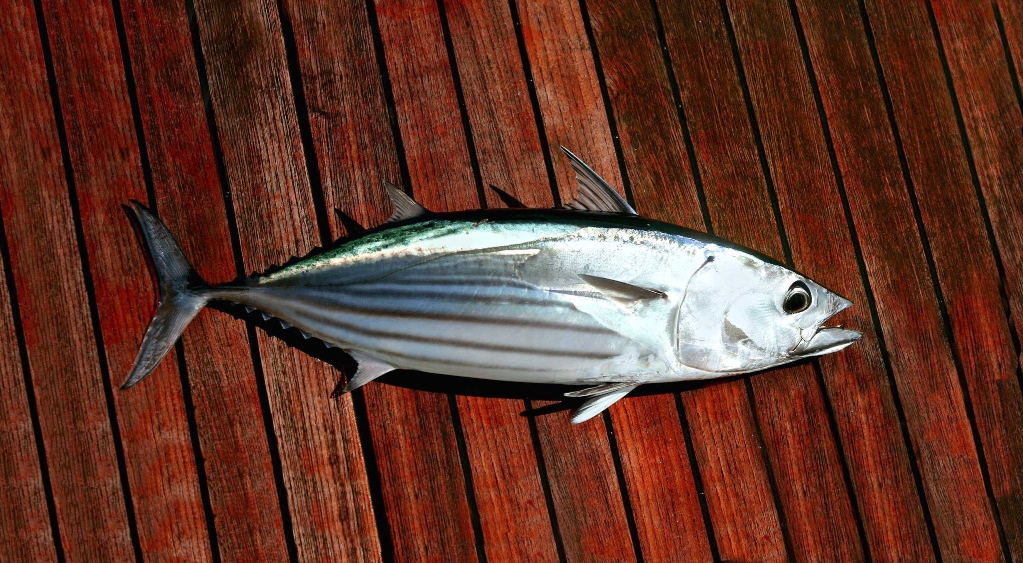 Bæredygtigt skipjack tun på et bord af træ