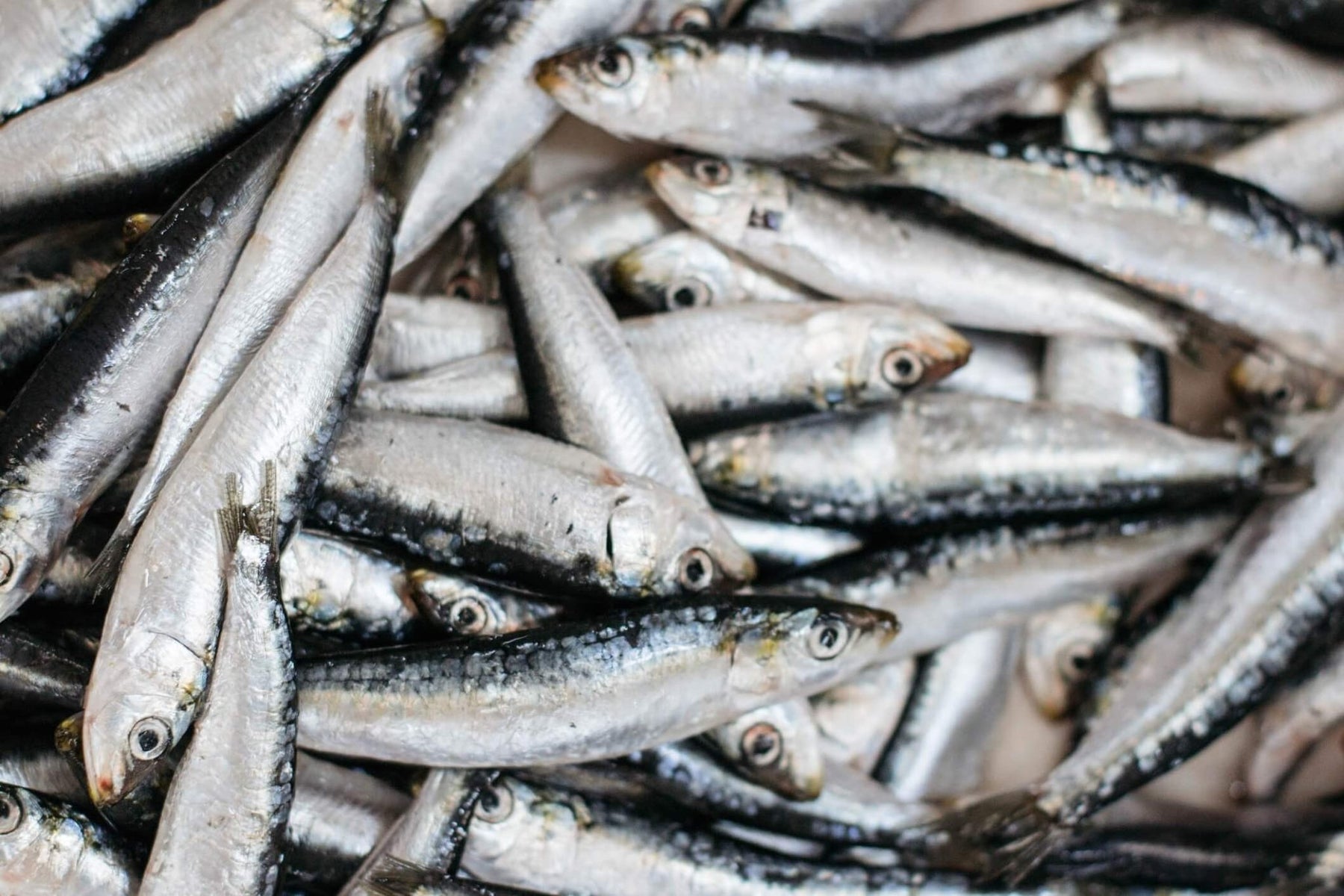 Keto-verdenens hemmelige våben: Sardin-Faste