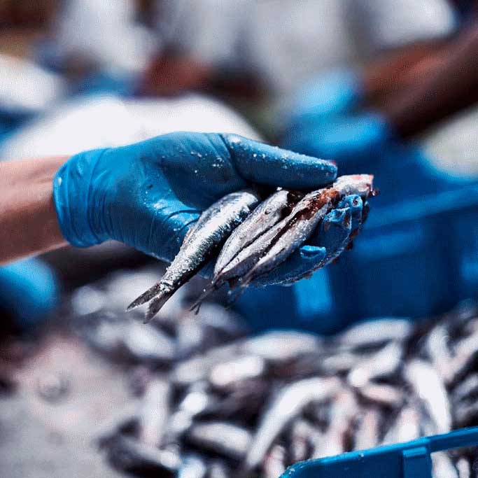En person iført en blå handske holder flere små, nyfangede fisk over en blå beholder fyldt med flere fisk, med en sløret baggrund.