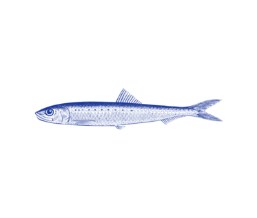 Detaljeret illustration af en slank, langstrakt fisk med et spidst hoved, en enkelt rygfinne og en kløftet hale, afbildet i blåt på en hvid baggrund.