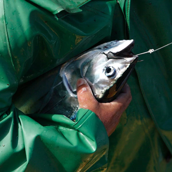 En person i en grøn regnfrakke holder en sølvfarvet fisk i hovedet med en fiskesnøre, der løber gennem fiskens mund.