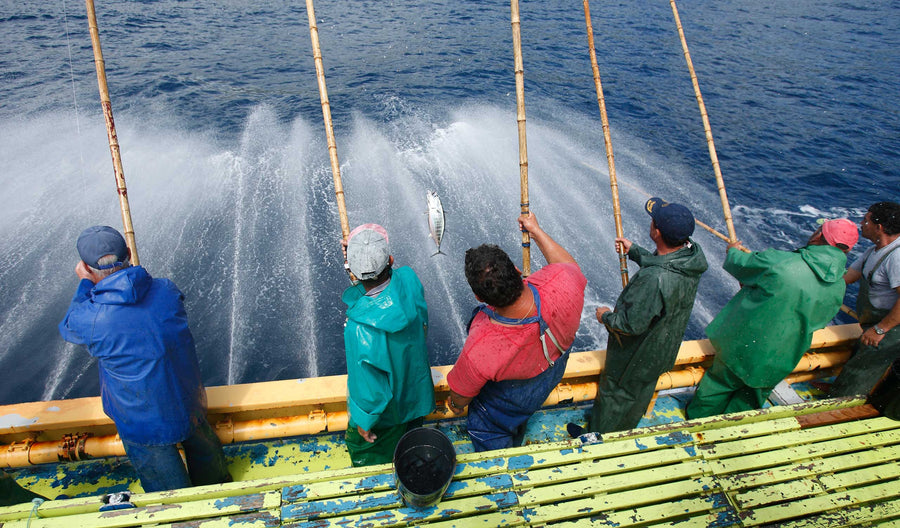 Seks fiskere på en båd bruger lange fiskestænger over havet, mens en fisk trækkes op af vandet. Havet sprøjter op, mens de arbejder sammen, klædt i vandtæt tøj og huer.