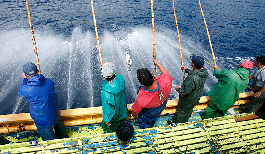Grøndals stangfisket skipjack tun 